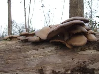 Gewone oesterzwam [Pleurotus ostreatus]